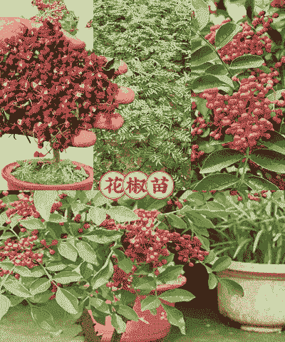 夏天买的花椒树怎么养殖