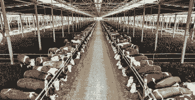 肉牛养殖场怎么修建好