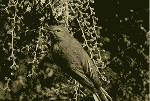 刺莺养殖前景怎么样