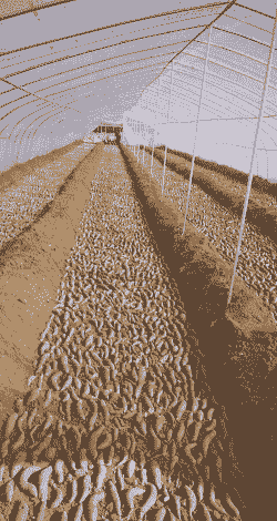 生态养殖红薯怎么样的