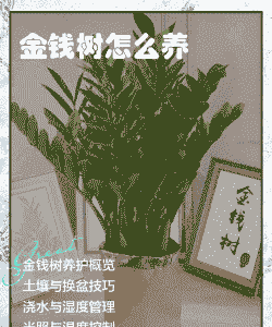 大眼睛的金钱树怎么养殖
