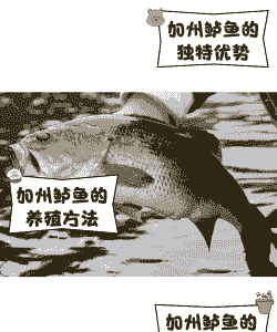 一斤加州鲈鱼怎么养殖