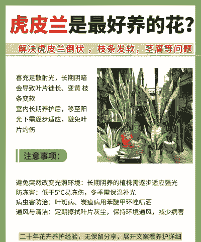 人工养殖的虎皮兰怎么种