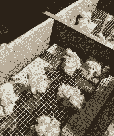 刚捉回家的乳鸽怎么养殖