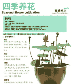 六七月份荷花怎么养殖