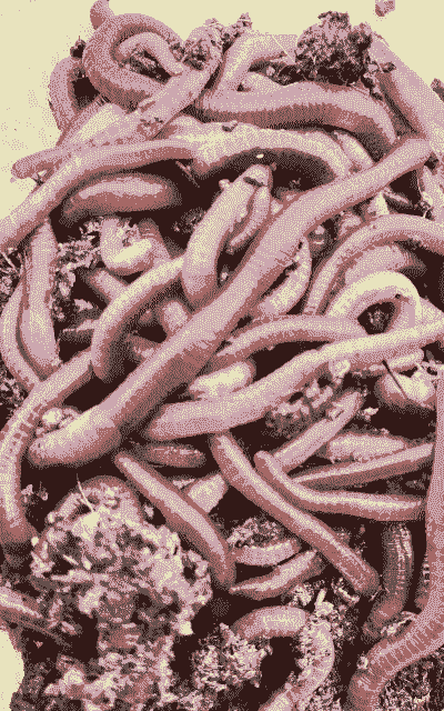 又大又红的蚯蚓怎么养殖