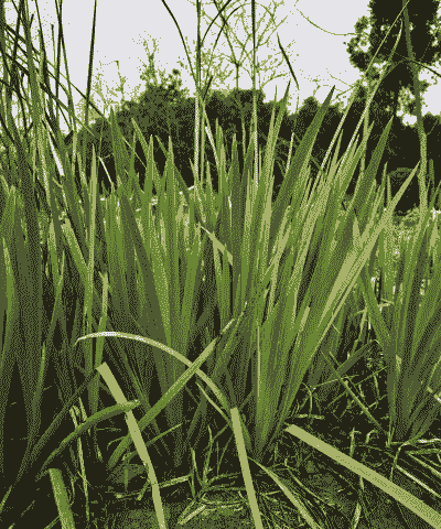 广东水生鸢尾怎么样养殖