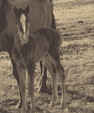 在家里养殖马怎么举报他