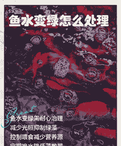 养殖鱼怎么才能把水变绿