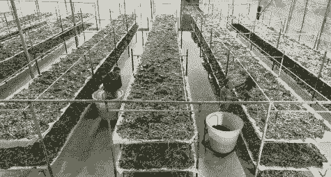 养殖蚕架前景怎么样