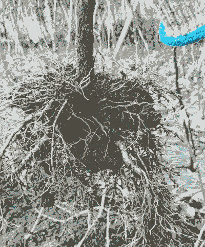 猕猴桃树根怎么养殖的