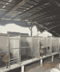 狗场养殖场怎么开