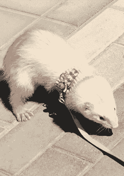 海归水貂养殖前景怎么样