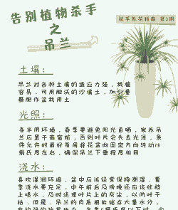 在房间里怎么养殖吊兰呢