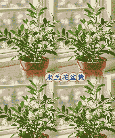 四季米兰怎么养殖方法
