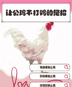 公鸡养殖不打架怎么办