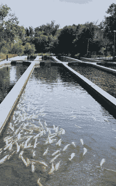 虹缙养殖前景怎么样