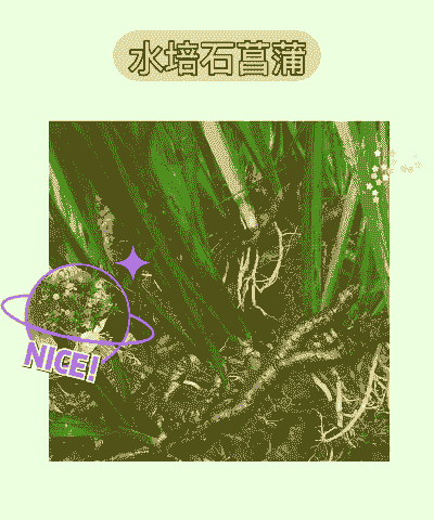 石菖蒲怎么放鱼缸里养殖