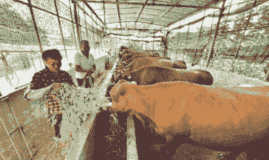 丰都牛养殖情况怎么样