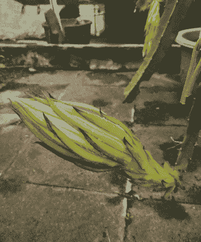 火龙果开花前后怎么养殖