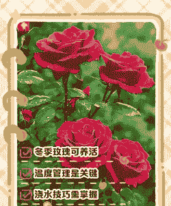 小玫瑰花冬天怎么养殖