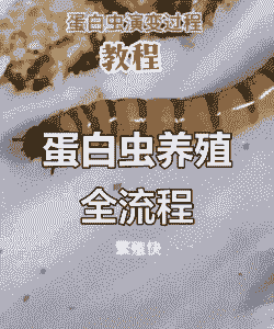 蛋白虫养殖怎么样河南