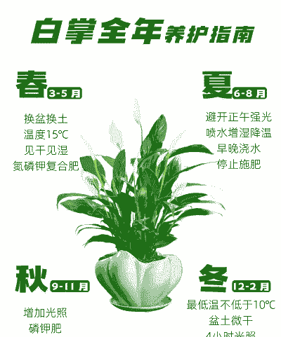 秋冬季怎么养殖白掌