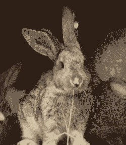 养殖思麻兔怎么样