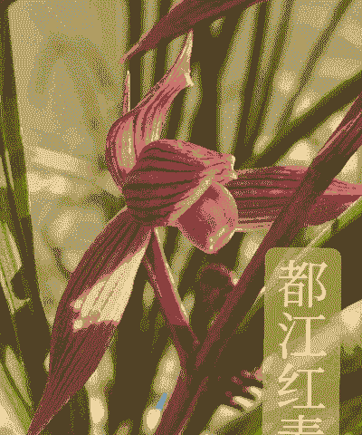 春剑都江红素怎么养殖