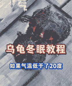 气温20度龟龟怎么养殖