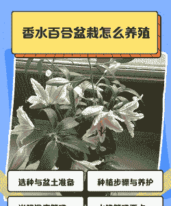 香水百合盆栽怎么养殖