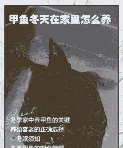 老鳖冬天在家里怎么养殖