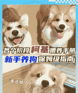 40来天的小狗怎么养殖