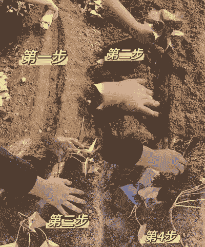 秋天大棚里怎么养殖红薯