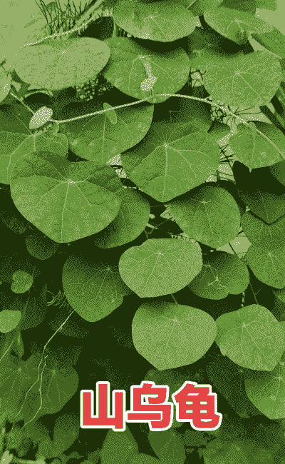 千金藤是怎么养殖