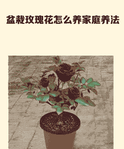 红玫瑰换盆后怎么养殖