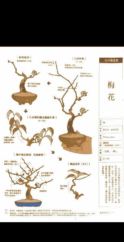 腊梅换盆后怎么养殖浇水