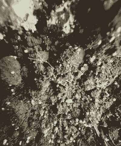 羊肚菌原基几度会冻死