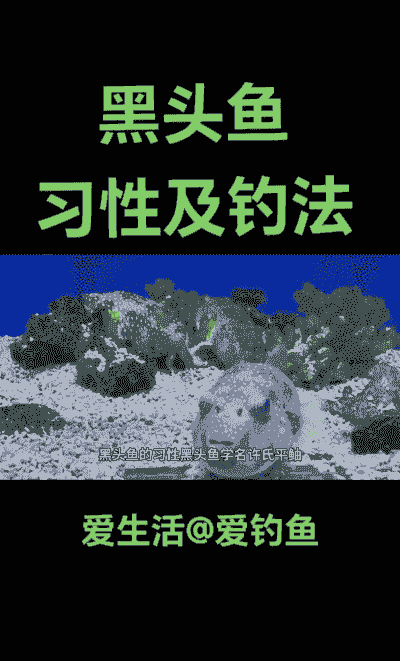 黑坑养殖鮰鱼怎么钓