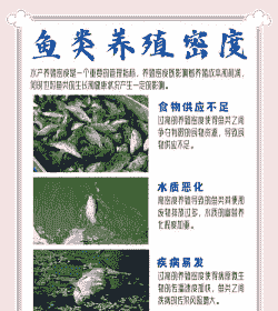 鱼塘养殖密度大怎么办