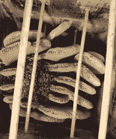 蜜蜂春繁温度多少度合适