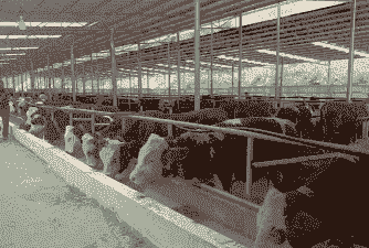 肉牛养殖合作社怎么选