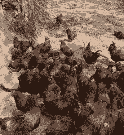 想去广东养殖土鸡怎么样