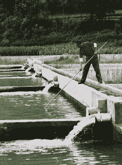农村土地怎么开鱼塘养殖