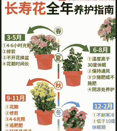 长寿花怎么养殖不生虫