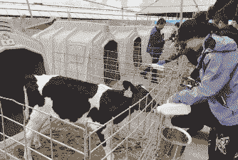 养殖大棚小黄牛怎么喂水