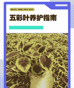 五彩叶怎么养殖方法