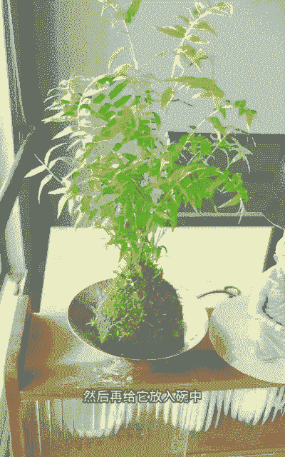 苔藓球米竹水培怎么养殖