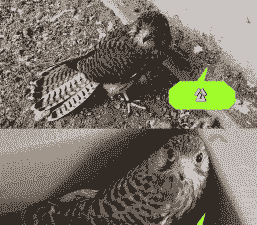 刚抓的红隼怎么养殖