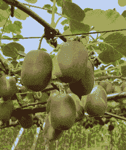 博山猕猴桃怎么养殖